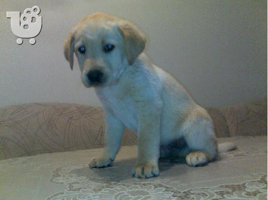 PoulaTo: Kαλή τιμή!!!.Πουλάω όμορφα κουτάβια ράτσα LABRADOR RETRIEVER- Λαμπραντορ Ριτριβερ – 250 euro